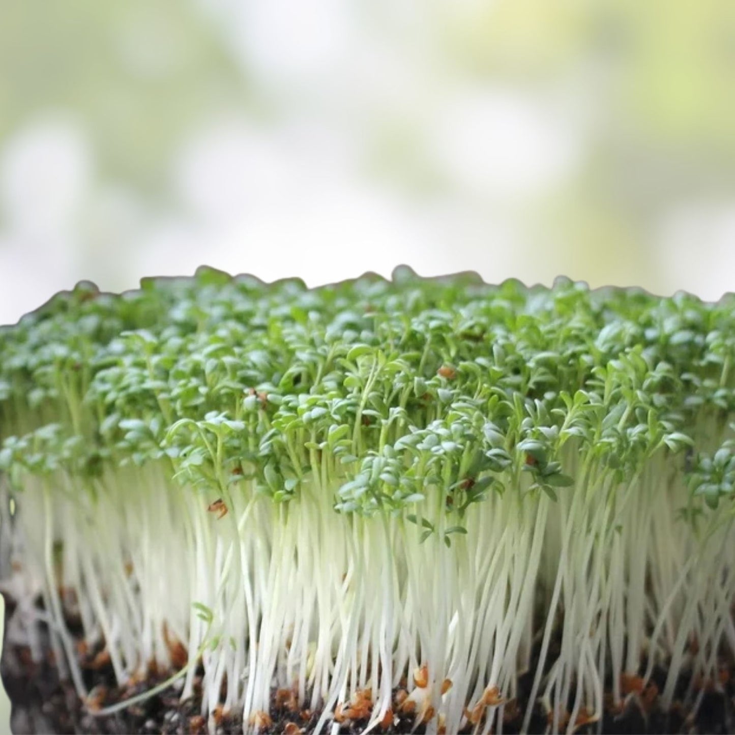 Organic Curled Cress Seeds Microgreens Non-GMO Heirloom Broadleaf Lepidium sativum Seed Pack