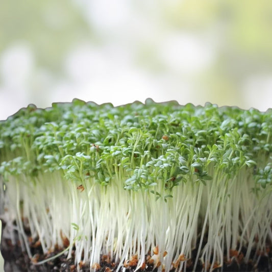 Organic Curled Cress Seeds Microgreens Non-GMO Heirloom Broadleaf Lepidium sativum Seed Pack