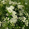 Set of 10 White Wedding Cake Spirea Cuttings, Spiraea prunifolia, Hardy Zones 5-9, Live Plant, Garden Decor, DIY Planting
