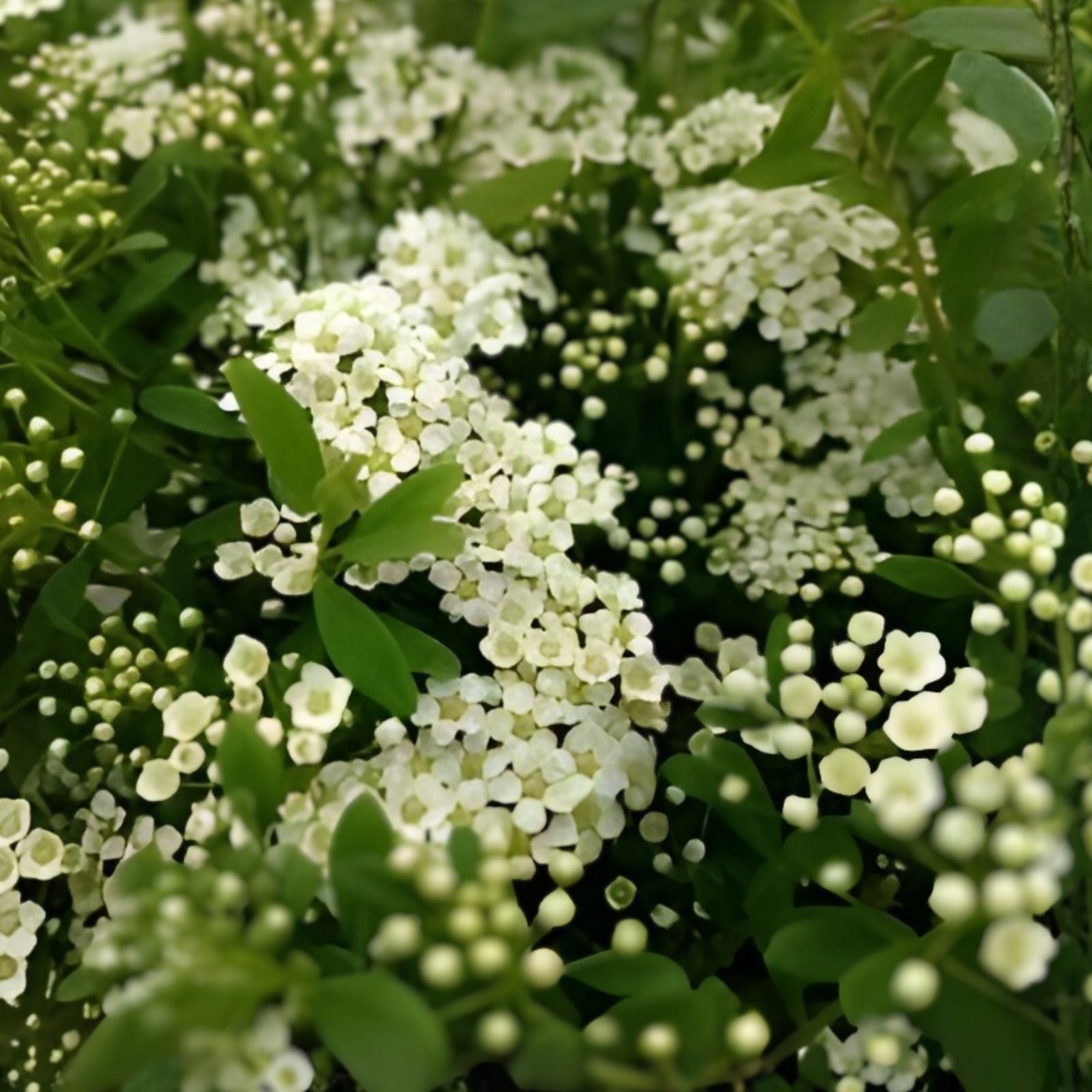 Set of 10 White Wedding Cake Spirea Cuttings, Spiraea prunifolia, Hardy Zones 5-9, Live Plant, Garden Decor, DIY Planting