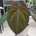 Anthurium Plant Dark Phoenix Indo Port King of Spades Tropical Houseplant Wide Velvet Leaf Live Cutting