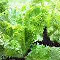 Mustard Greens Seeds Southern Giant Organic Non-GMO Brassica juncea Leafy Greens 100 Seeds