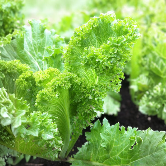 Mustard Greens Seeds Southern Giant Organic Non-GMO Brassica juncea Leafy Greens 100 Seeds