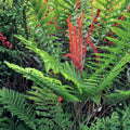 Cinnamon Ferns 5-Pack Live Rooted Plants Osmundastrum cinnamomeum Heirloom Garden Ferns for Shade, Moisture, Houseplant, Garden Plant
