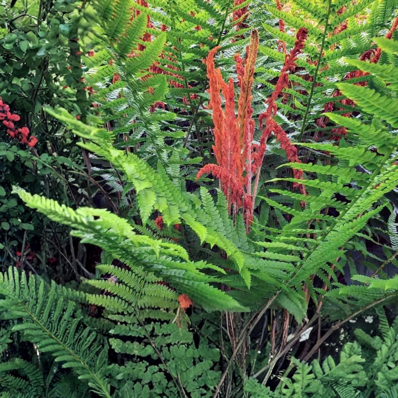 Cinnamon Ferns 5-Pack Live Rooted Plants Osmundastrum cinnamomeum Heirloom Garden Ferns for Shade, Moisture, Houseplant, Garden Plant