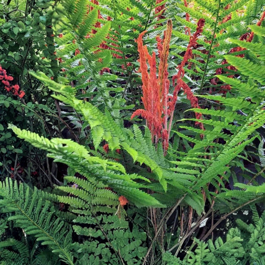 Cinnamon Ferns 5-Pack Live Rooted Plants Osmundastrum cinnamomeum Heirloom Garden Ferns for Shade, Moisture, Houseplant, Garden Plant