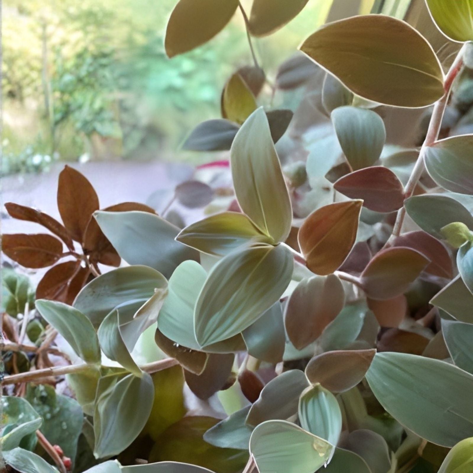 Tradescantia chrysophylla Baby Bunny Bellies Live Houseplant Starter Plant Green Foliage Indoor Plant