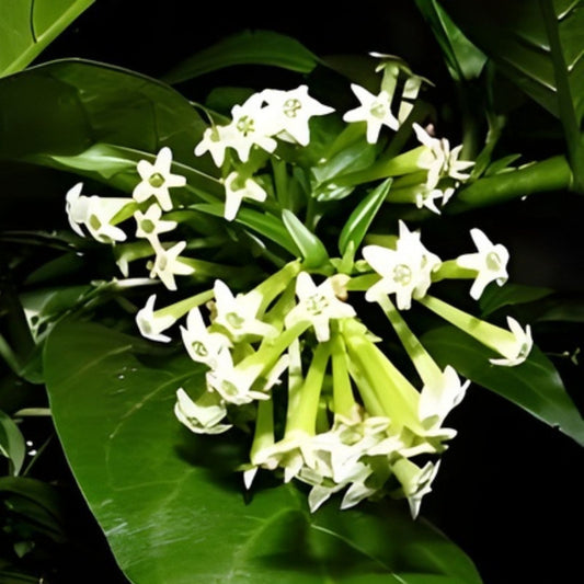 Night Blooming Jasmine Plant 5" Pot, Fragrant Tropical Shrub, Cestrum nocturnum, Indoor Outdoor Garden, Easy to Grow