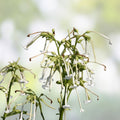 White Jasmine Flowering Tobacco Seeds – Nicotiana sylvestris Live Plant, Garden, Landscape, Herb, Starter, Cutting, Bare Root