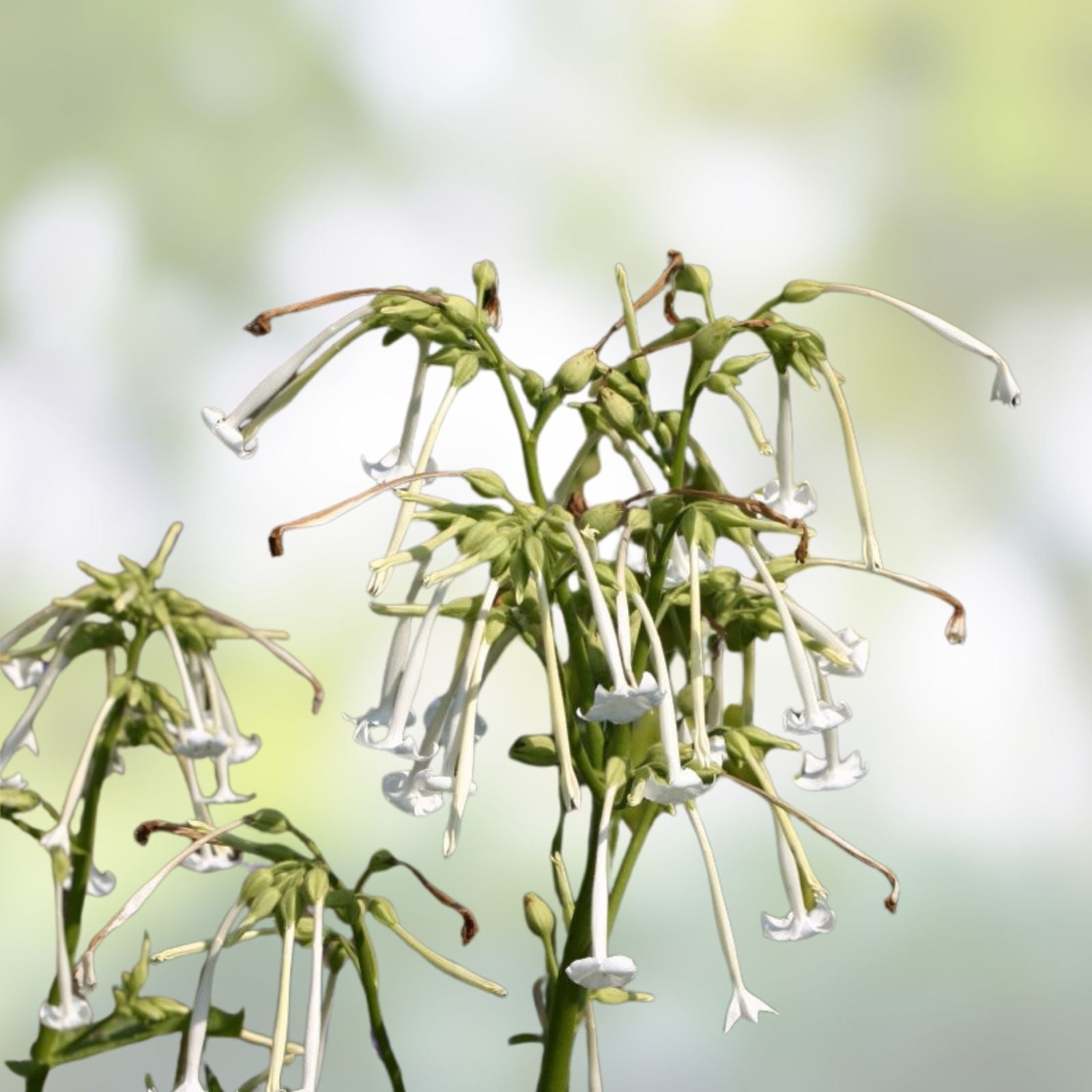 White Jasmine Flowering Tobacco Seeds – Nicotiana sylvestris Live Plant, Garden, Landscape, Herb, Starter, Cutting, Bare Root