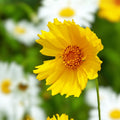 Coreopsis lanceolata Seeds 50 Lanceleaf Perennial Flower Seeds Golden Yellow Blooms Live Plant Cutting