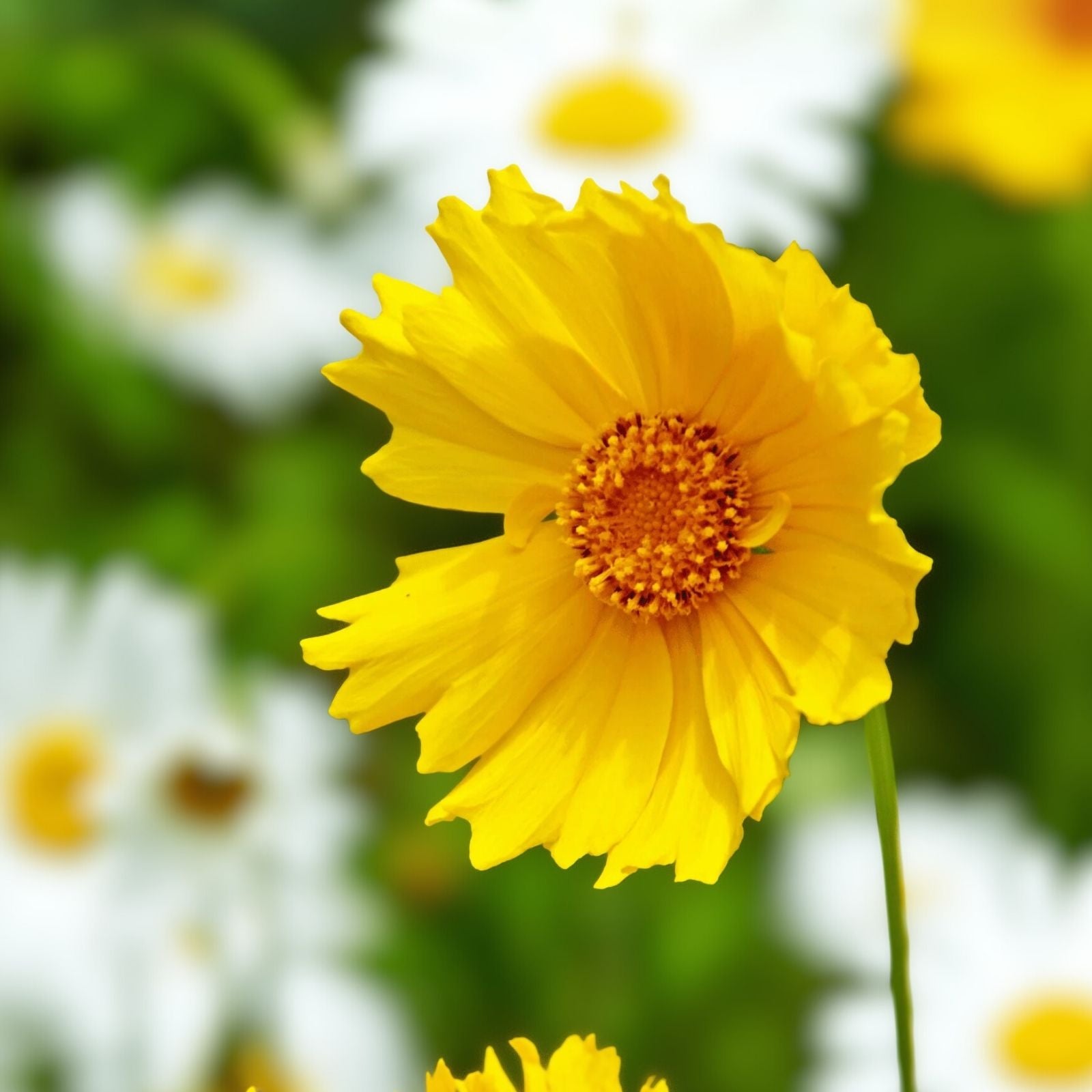 Coreopsis lanceolata Seeds 50 Lanceleaf Perennial Flower Seeds Golden Yellow Blooms Live Plant Cutting
