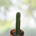 Cereus Peru Cactus Cutting - Succulent Plant for Indoor Decor - Easy Care Cereus peruvianus Succulent Cutting