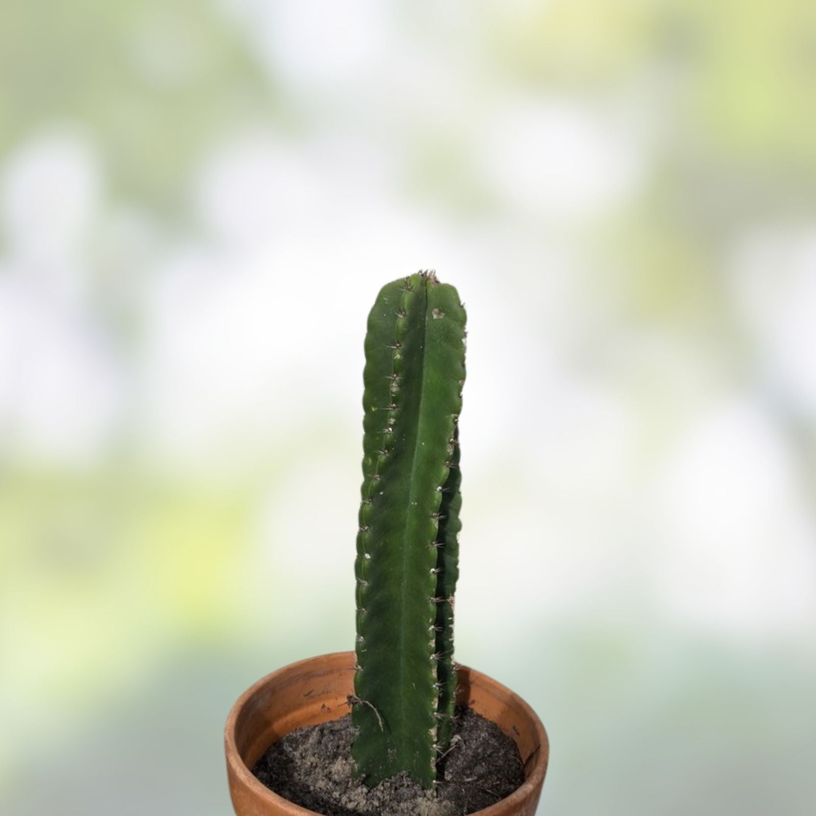 Cereus Peru Cactus Cutting - Succulent Plant for Indoor Decor - Easy Care Cereus peruvianus Succulent Cutting