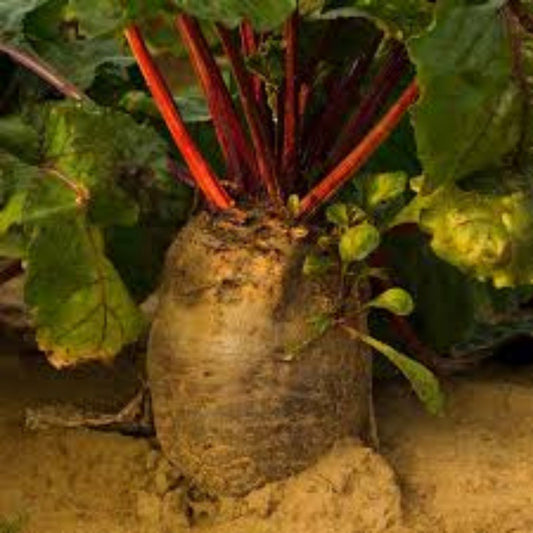 Mammoth Mangel Beet Seeds 50 Count | Giant Beta vulgaris Root Vegetable Seeds for Gardening | Live Plant or Starter