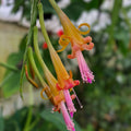 Disocactus salvadorensis Cactus - Rare Pastel Cloud Forest Epiphytic Indoor Succulent Plant - Fast Growing