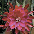 Epiphyllum Orchid Cactus Plant in 4” Pot, George’s Favorite, Rooted Tropical Indoor Cactus, Epiphyllum hybrid, Fast Growing