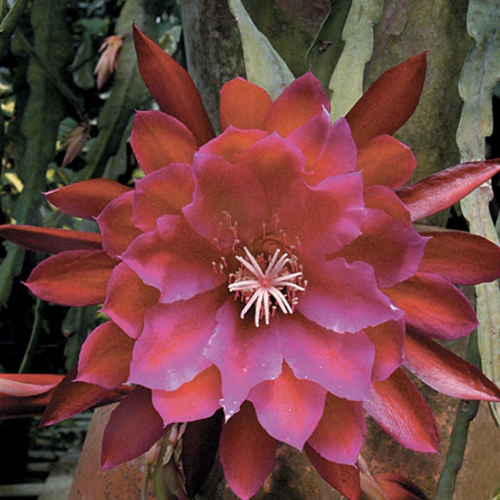 Epiphyllum Orchid Cactus Plant in 4” Pot, George’s Favorite, Rooted Tropical Indoor Cactus, Epiphyllum hybrid, Fast Growing