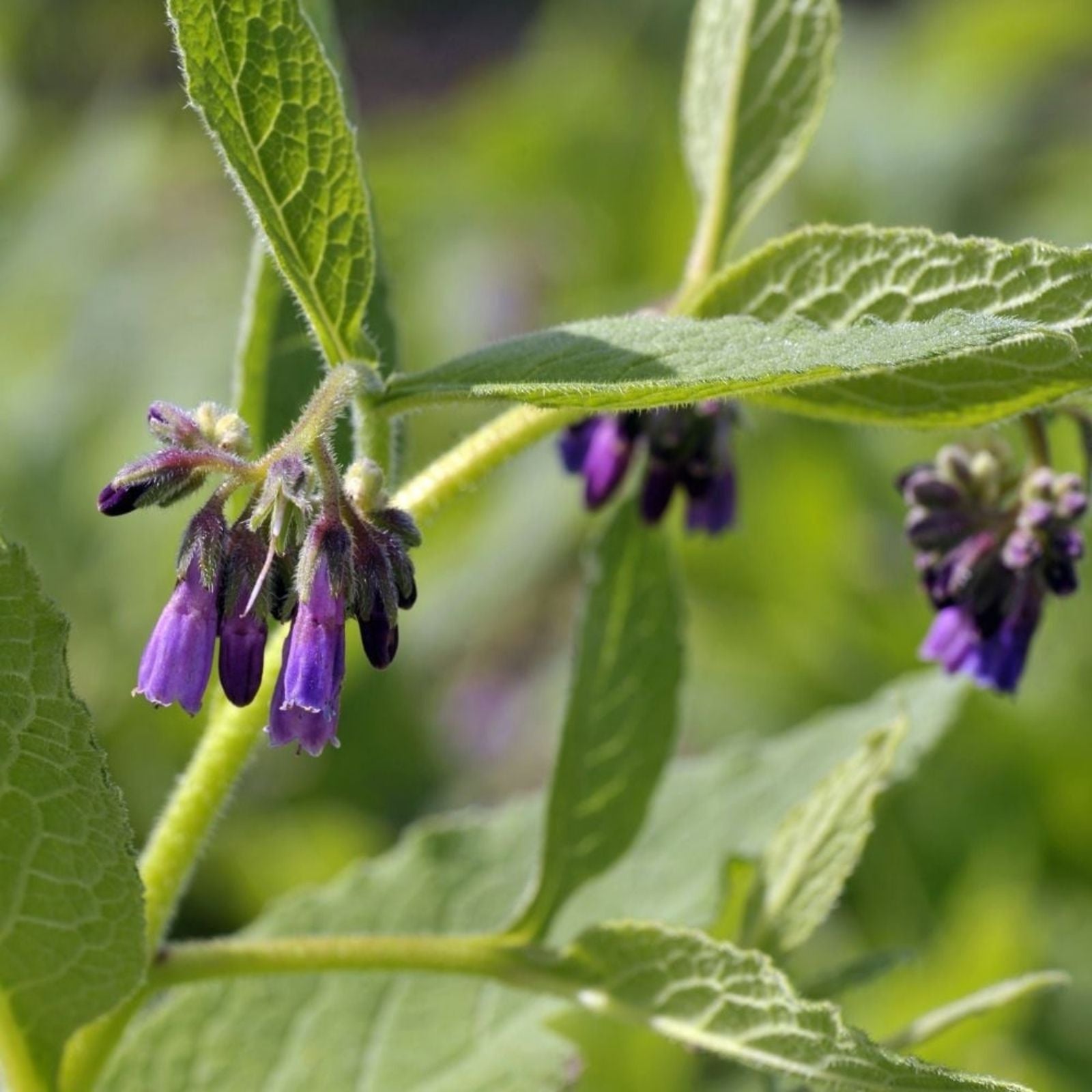 Bocking 14 Comfrey Root Cuttings Unrooted Symphytum x uplandicum Gardening Plant