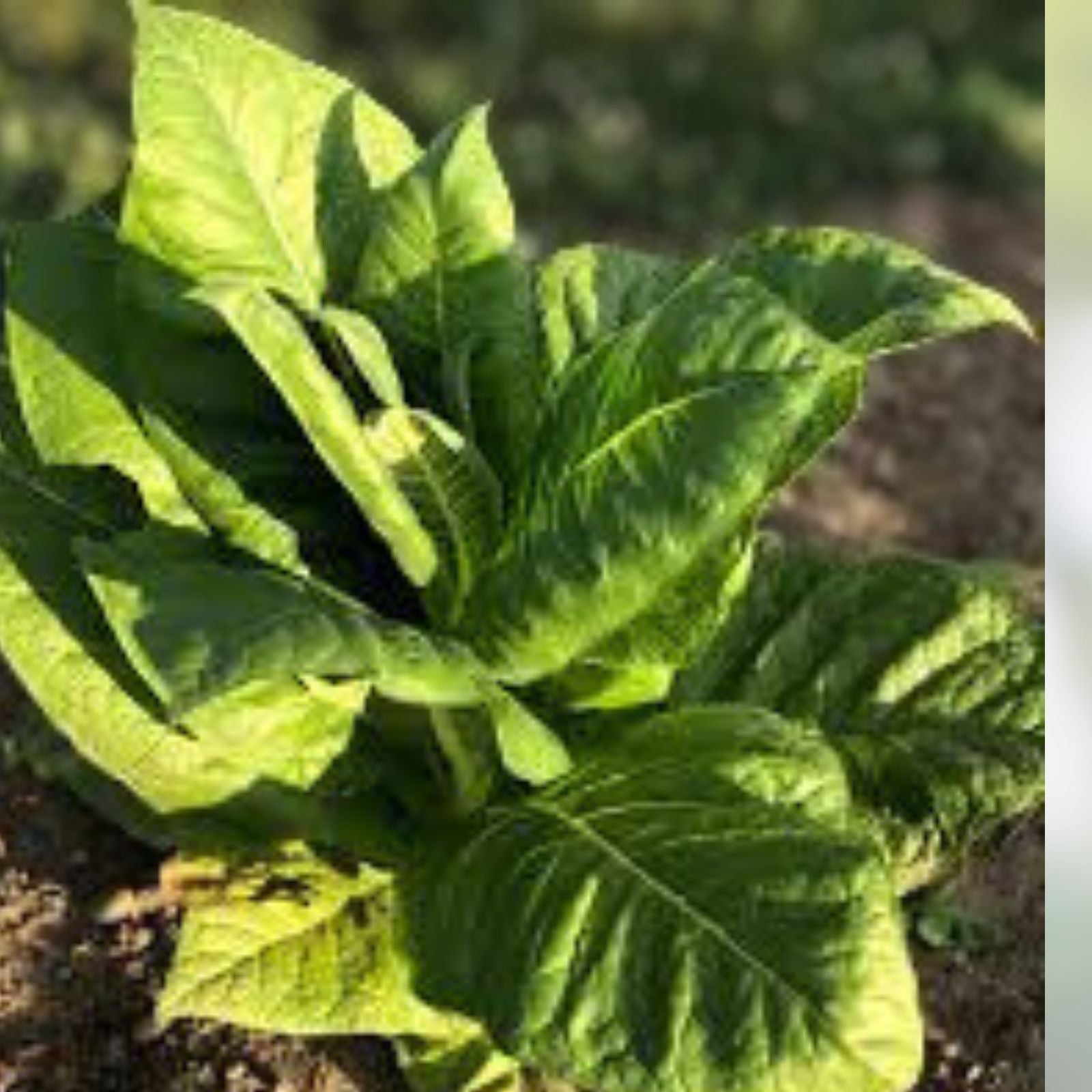Burley Tobacco Seeds TN90 Variety 1500 Count Nicotiana Tabacum Live Plant Cutting Starter Plant