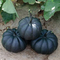 Dark Night Pumpkin Seeds 10 Organic Cucurbita pepo Planting Seeds, USA Grown, Live Plant, Bare Root, Starter Plant, Houseplant