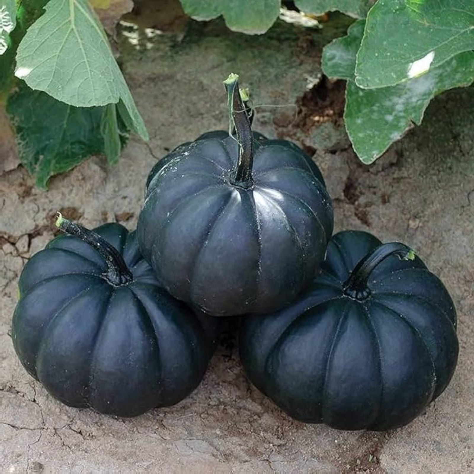 Dark Night Pumpkin Seeds 10 Organic Cucurbita pepo Planting Seeds, USA Grown, Live Plant, Bare Root, Starter Plant, Houseplant