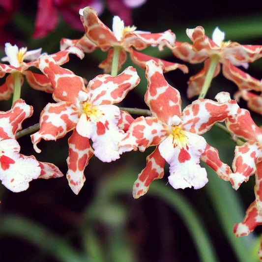 Orchid Plant Bulb Bare Root Oncidium & Miltonia Variety for Gardening – Fast Growing, No Tag, Not Perfect Div