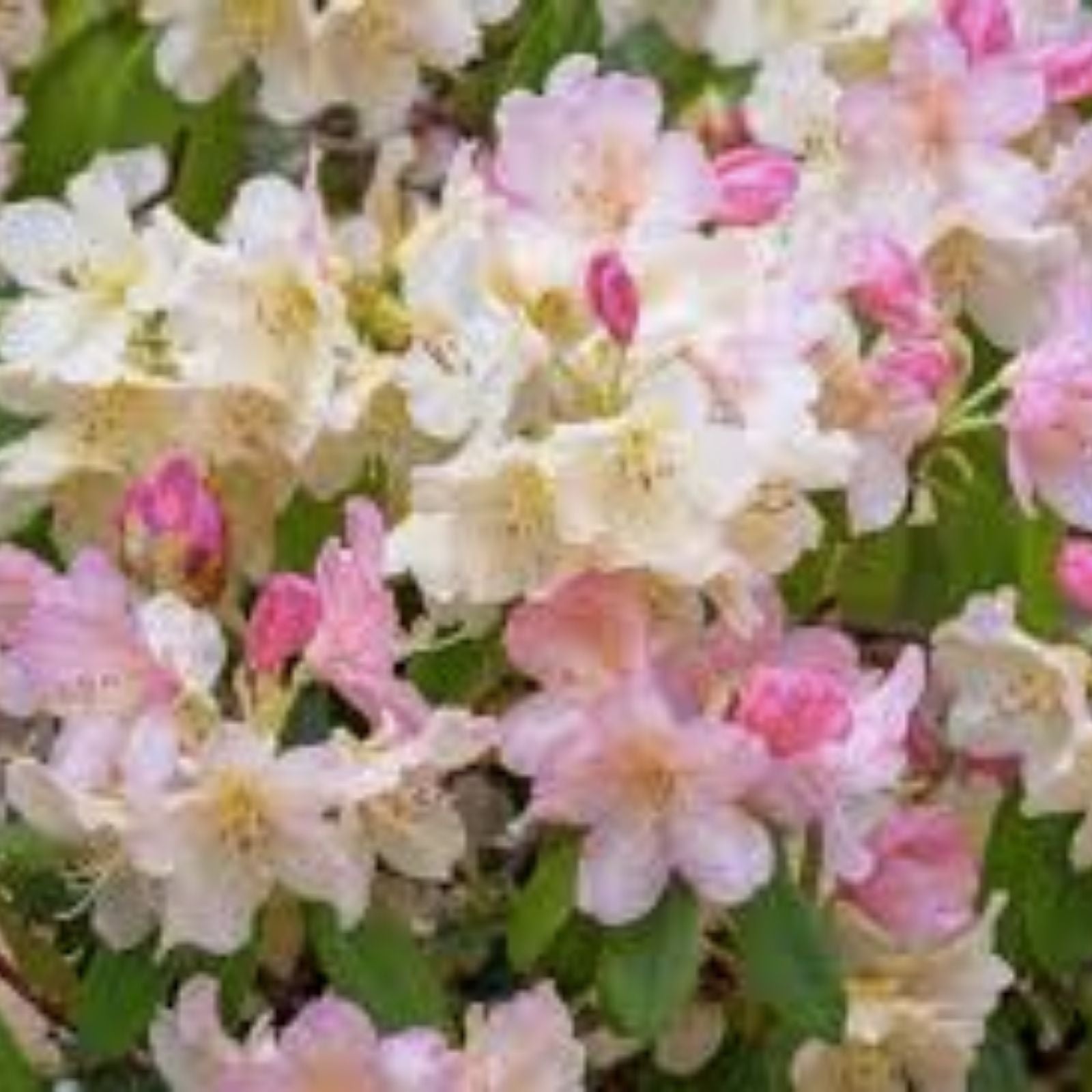 Pink and Yellow Azalea Plant, Rhododendron Garden Rainbow, Live Flowering Shrub, Garden or Landscape Plant, Rooted Cutting