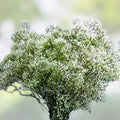 Baby's Breath Seeds Gypsophila elegans 100+ Bare Root Starter Plant for Garden Floral Arrangements Snow-Like Blooms