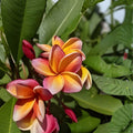 Fresh Plumeria Cutting 12” Tropical Flowering Plant, Plumeria spp., Live Houseplant, Fragrant Flowers, Garden Starter Plant