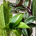 Rooted Houseplant Cuttings Set Fern Pothos Wandering Jew Indoor Gardening Live Plant Collection
