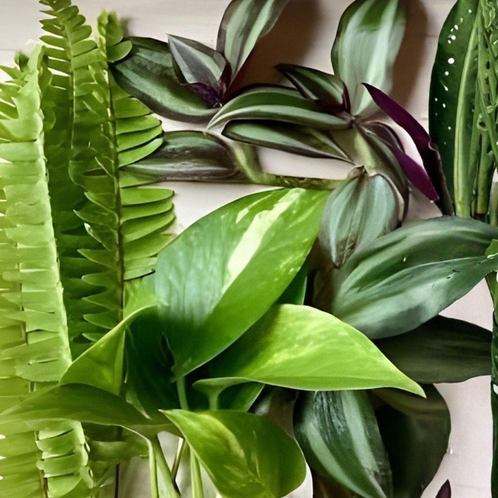 Rooted Houseplant Cuttings Set Fern Pothos Wandering Jew Indoor Gardening Live Plant Collection