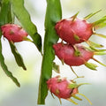 Dragon Fruit Cuttings 8-10 Inch Long, Fresh Pitaya Planting Material, Hylocereus spp., Edible Fruit, New Harvest Quality