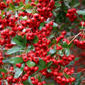 Victory Pyracantha Seeds Climbing Firethorn Bush Outdoor Garden Plant 30+ Seeds Pyracantha coccinea