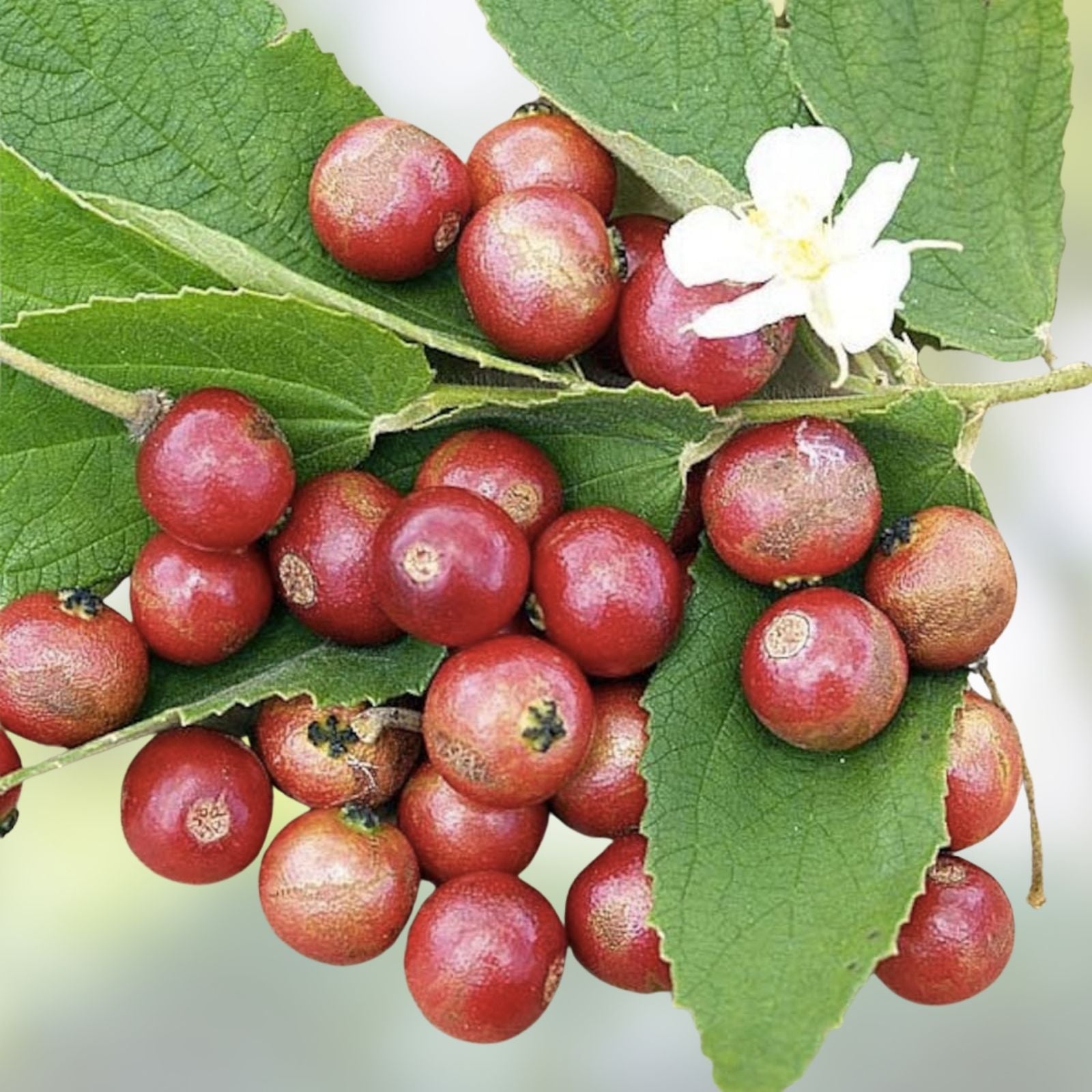 Muntingia Calabura Live Plant 10 Pack, Strawberry Tree, Tropical Fruit Tree, Edible Fruit, Fast Growing Garden Tree, Starter Plant