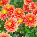 Dahlia Sunset Tropicana Bulb Tuber Orange Peach Yellow Flower Live Plant Garden Flower