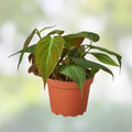 Philodendron Micans 4" Potted Plant – Velvet Green Heart-Shaped Leaves, Indoor Houseplant, Live Plant, Starter Plant