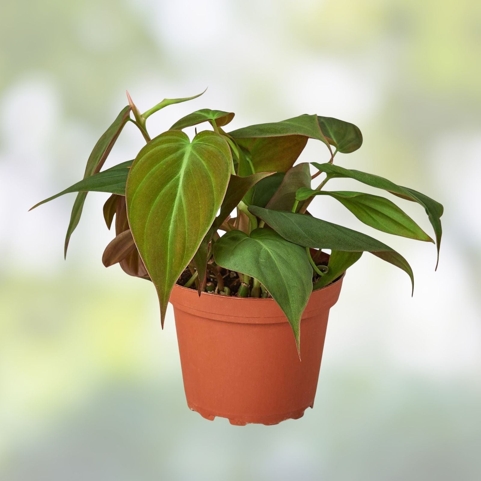 Philodendron Micans 4" Potted Plant – Velvet Green Heart-Shaped Leaves, Indoor Houseplant, Live Plant, Starter Plant