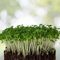 Arugula Microgreens Seeds 8oz Non-GMO Sprouting Seeds for Home Gardening Eruca sativa Live Plant Cutting