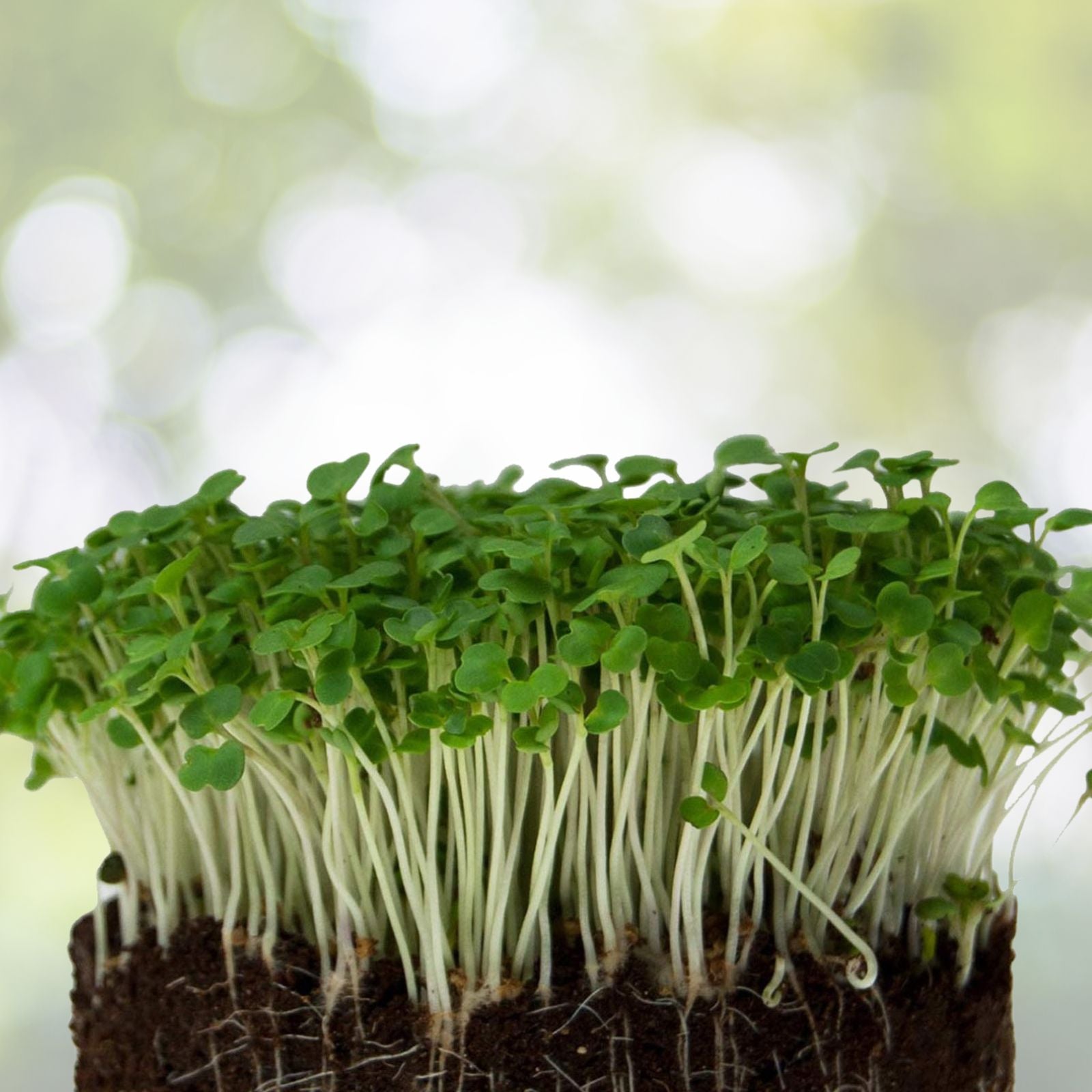 Arugula Microgreens Seeds 8oz Non-GMO Sprouting Seeds for Home Gardening Eruca sativa Live Plant Cutting