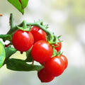 Tomato Plants Set of 2 Yellow Heirloom, Disease Resistant Lycopersicon esculentum, Live Starter Plants, Vegetable Garden, Organic