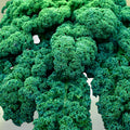 Kale Seeds Vates Blue Curled Scotch Heirloom Non-GMO 500 Count Organic Vegetable Garden Starter Plant Cutting