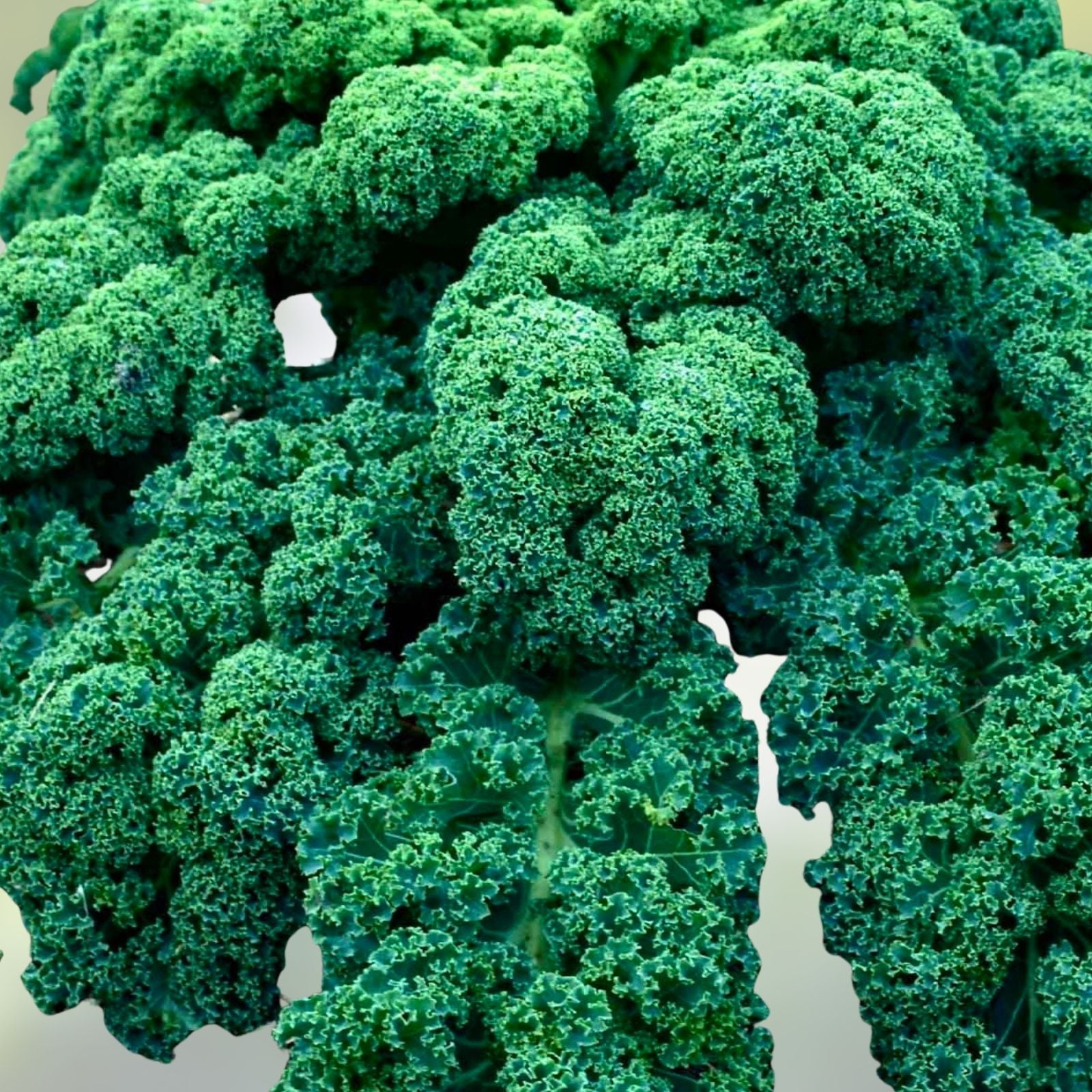 Kale Seeds Vates Blue Curled Scotch Heirloom Non-GMO 500 Count Organic Vegetable Garden Starter Plant Cutting