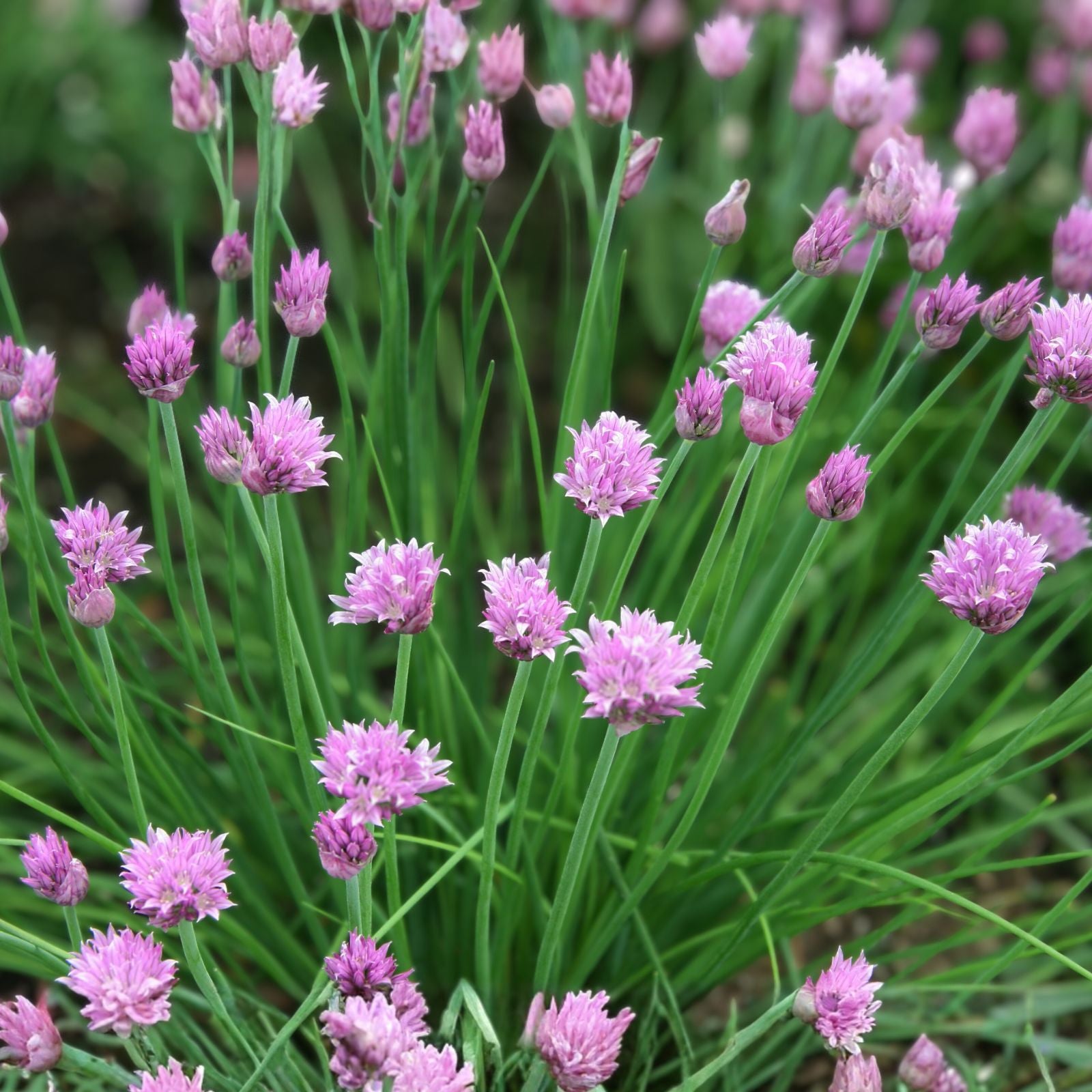 Chive Seeds Pack 100 Heirloom Allium schoenoprasum Culinary Herb Live Plant Starter Cutting