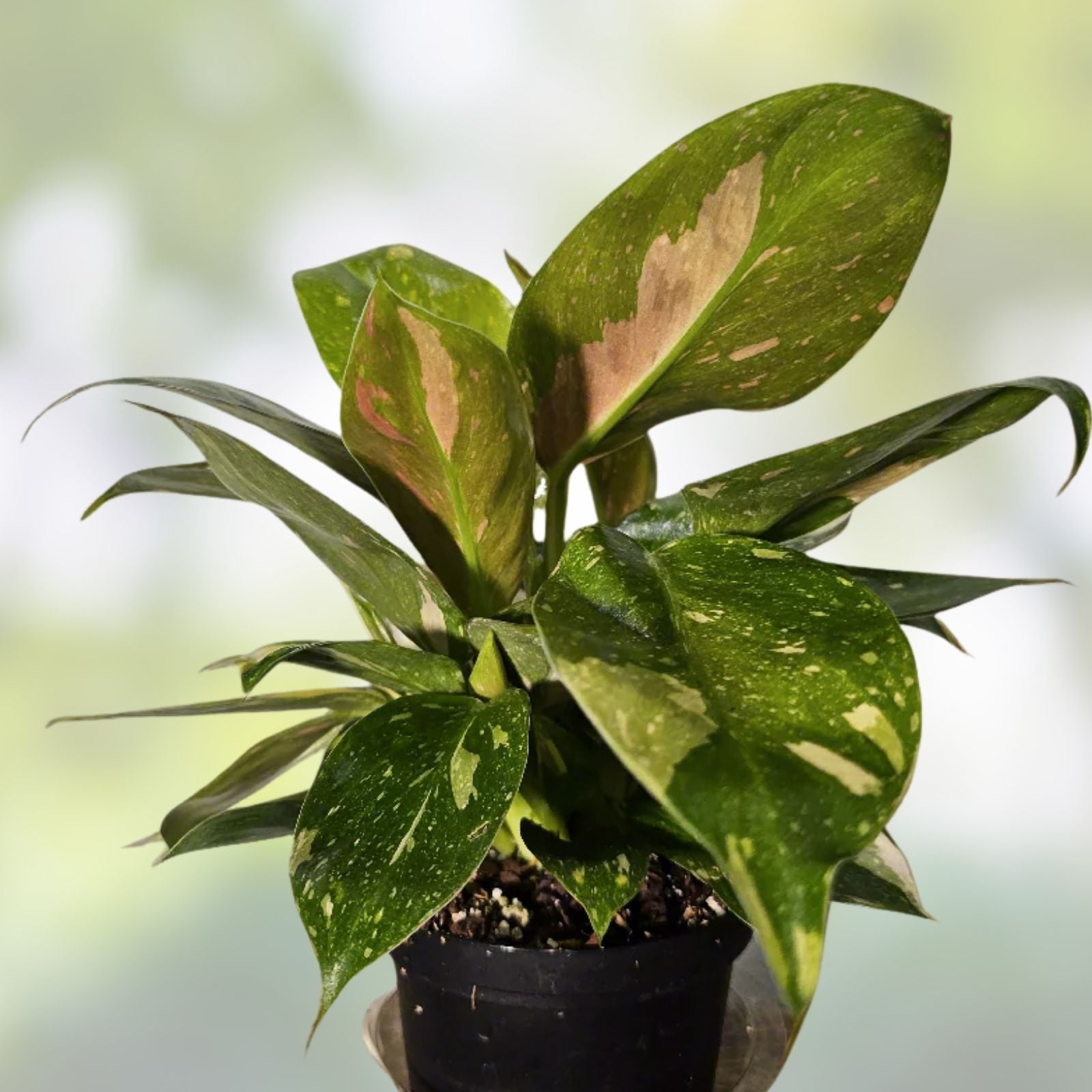 Variegated Green Congo Philodendron Plant - Live Indoor Houseplant, Rooted, Easy Care, Tropical, Starter Plant