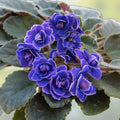 African Violet Cuttings - Shiawassee Trail, 2 Unrooted Leaves - Saintpaulia ionantha, Indoor Houseplant Propagation