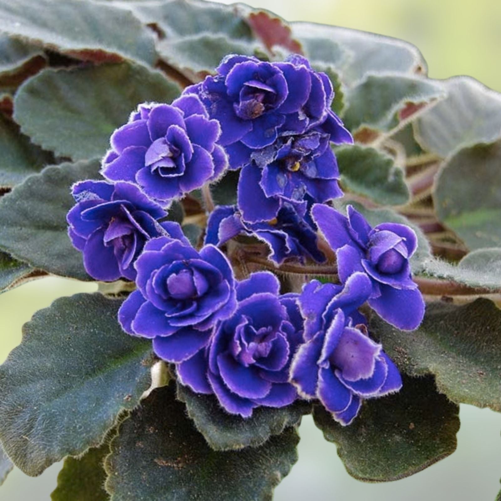 African Violet Cuttings - Shiawassee Trail, 2 Unrooted Leaves - Saintpaulia ionantha, Indoor Houseplant Propagation