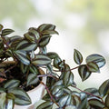 Tradescantia zebrina Wandering Jew Plant Cuttings 10 Rooted Indoor Houseplant Easy Care Vibrant Purple Silver Foliage