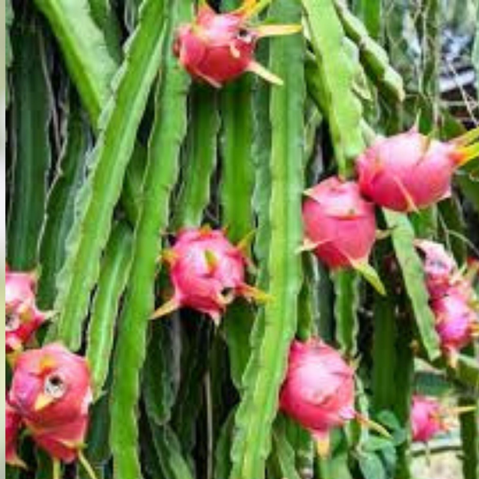 Dragon Fruit Cutting 15-18" Desert King Variety Hylocereus Megalanthus Edible Cactus Plant for Gardening