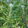 Organic Rosemary Stems 10 Pack - Culinary Herb Cuttings Rosmarinus officinalis, Fresh Live Plant, Herb Gardening, Gourmet Cooking